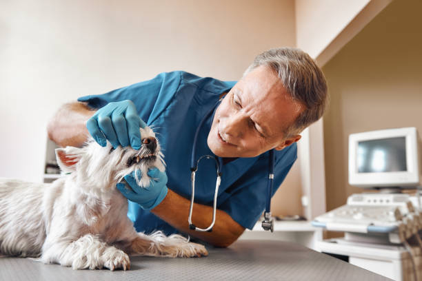 Best Emergency Dental Extractions in Simonton Lake, IN